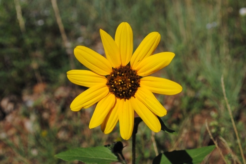 A Bur-Marigold, maybe. Or a swamp sunflower.
