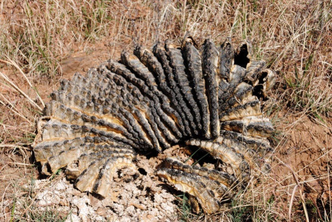 The charred remains of a barrel cactus, I think.